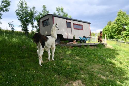 Leopold der Lamahütewagen in Oberndorf an der Melk, Österreich