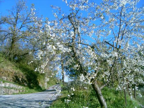 B&B Casa Rosella - Country house