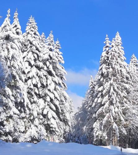 Ferienwohnung Tannenballett im Schwarzwald