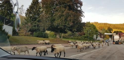 Ferienwohnung Tannenballett im Schwarzwald