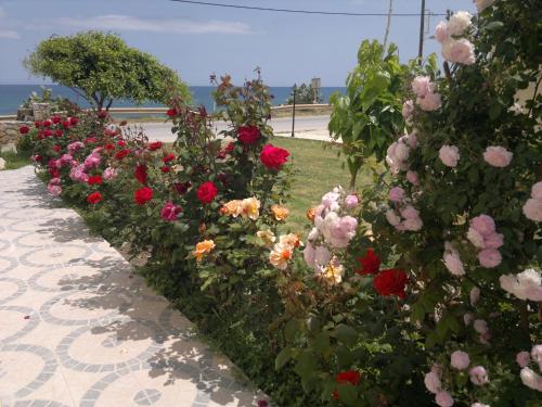 Asterina Seaside Apartments - image 10