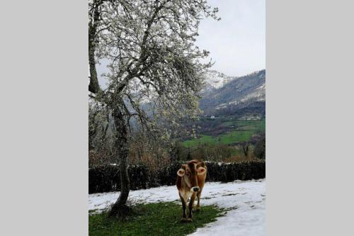 Cocon de la Vallée d'Ossau , Véritable Havre de paix - 4 à 6 pers