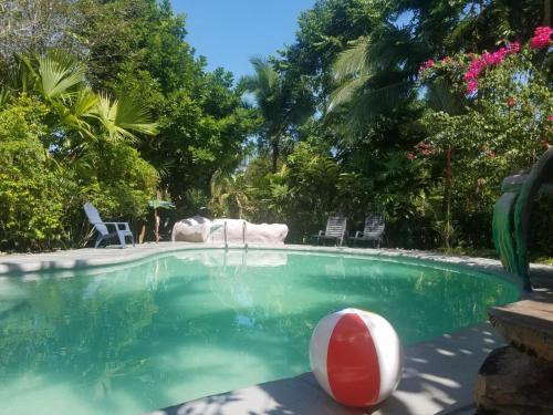 Swimming pool, Hotel El Colibri Rojo - Cabinas - Le Colibri Rouge in Cahuita