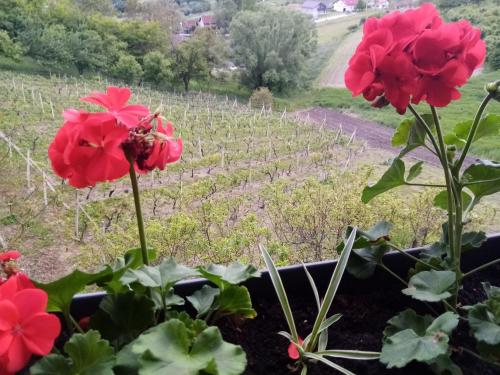  Apartman 2 in Krapina