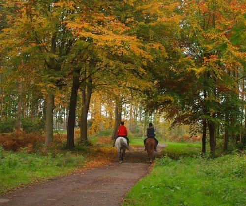 Hollicarrs - Dragonfly Lodge Hollicarrs - Dragonfly Lodge