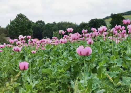 A környék, Willkommen im Kalletal in Kalletal