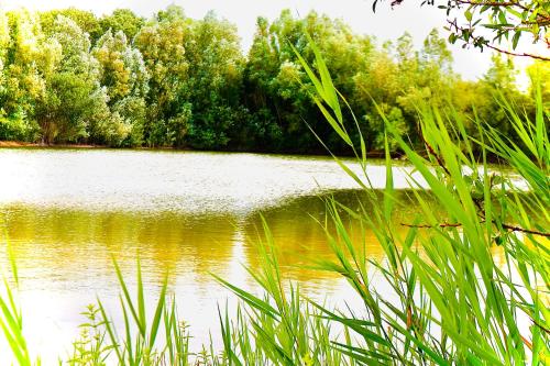  Pipowagen Vlinder bij Pipowagen & Kampeerhoeve s Gravenhof in Netterden