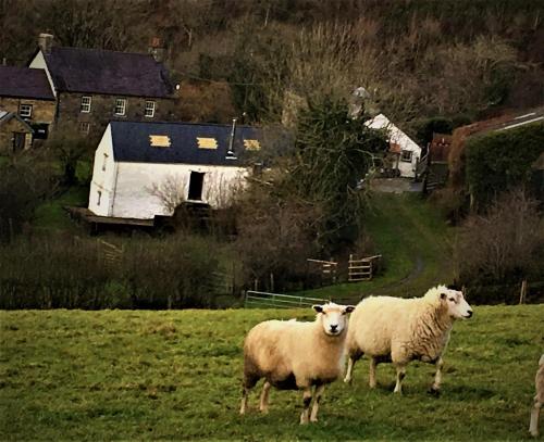 Nantgwynfaen Organic Farm Wales - image 6