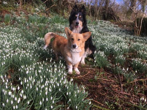 Nantgwynfaen Organic Farm Wales - image 5