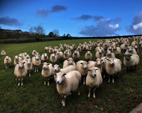 Nantgwynfaen Organic Farm Wales - image 11
