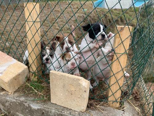 Railway house gîte à louer Quillan