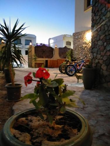 Villa 22, Dahab (zdjęcie 7)