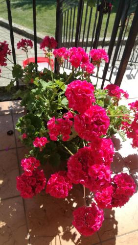 Irenos sveciu namai Irenos sveciu namai