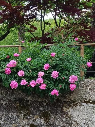 B&B AL VECCHIO CARPINO