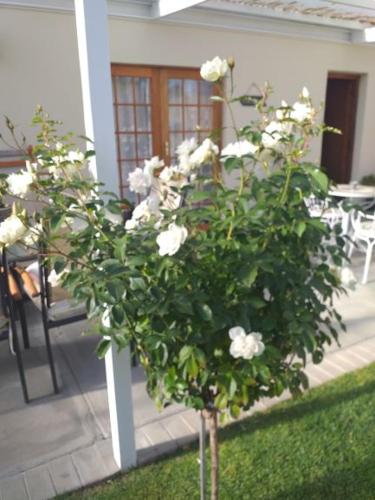 Ansa Guest House and Catering