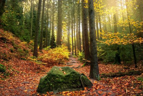 Haus am Wald