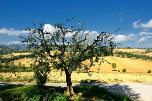 Agriturismo L'Ulivo in Fiore - image 13