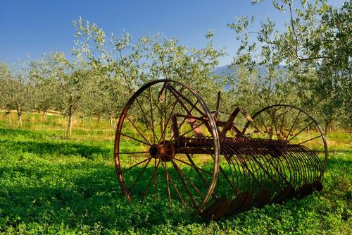 Agriturismo L'Ulivo in Fiore - image 5