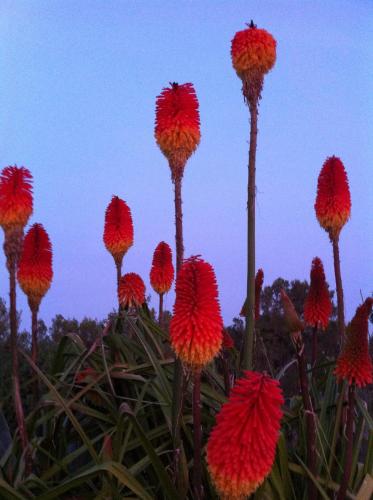 卡萨尔达斯奥烈日尔拉斯宾馆