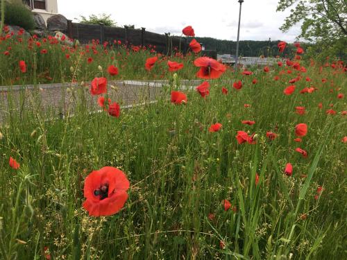 Ferienwohnung Schaffhausen 1989 - Neubau, Free Parking in Schaffhausen