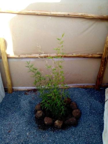 Amanya 1-Bed Leopard Tent Amanya 1-Bed Leopard Tent