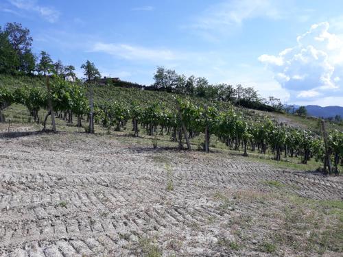 Agriturismo IL BIANCOSPINO Bed & Wine