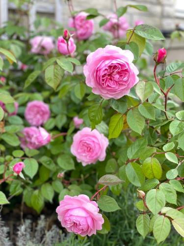 Tyndall Villa Boutique B&B - image 2