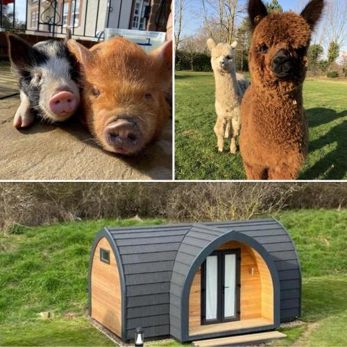 The Piggery Pod - Hotel - Sittingbourne