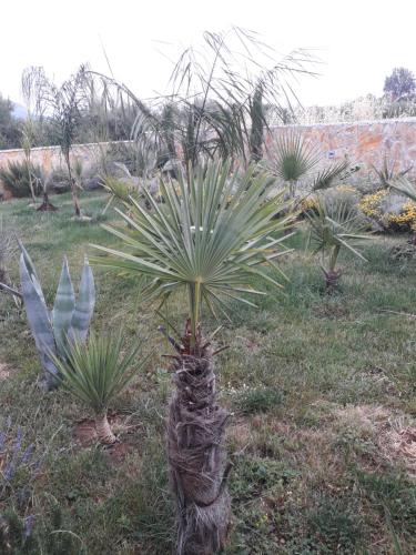 Palm paradise, Split (photo 8)