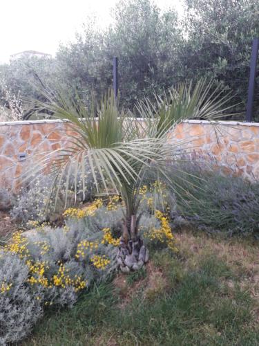 Palm paradise, Split (photo 7)