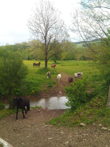 Jāšana, Ośrodek Jeździecki Tarpan latający Holender (Osrodek Jezdziecki Tarpan latajacy Holender) in Wysoczany