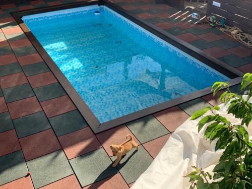 Majdal Shams/989 Apartment in Majdal Shams