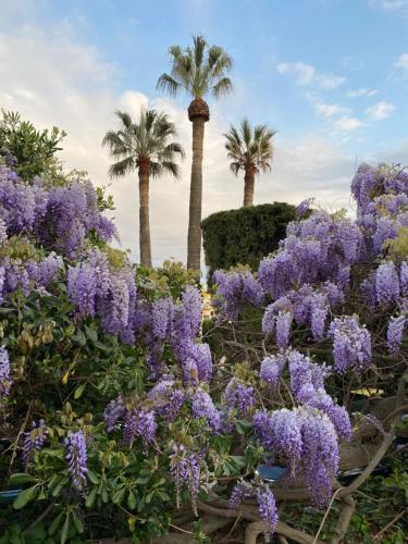 Villa Chanteclaire gîte à louer Cannes