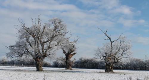 Colston Hall Cottages - image 7