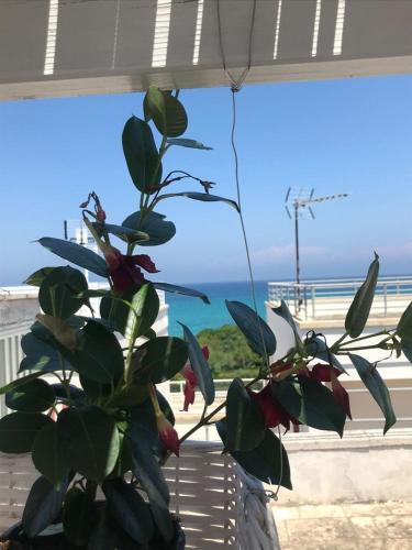 B&B Vistamareblu – San Foca, OK