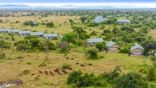 Africa Safari Serengeti Ikoma - Wildebeest migration is around!
