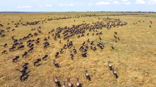 Africa Safari Serengeti Ikoma - Wildebeest migration is around!