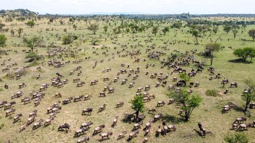 Africa Safari Serengeti Ikoma - Wildebeest migration is around!