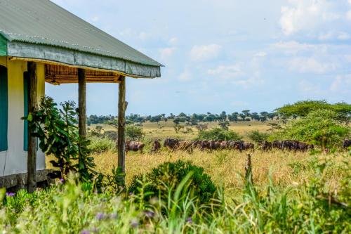 Africa Safari Serengeti Ikoma - Wildebeest migration is around!