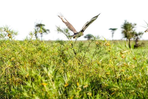 Africa Safari Serengeti Ikoma - Wildebeest migration is around!