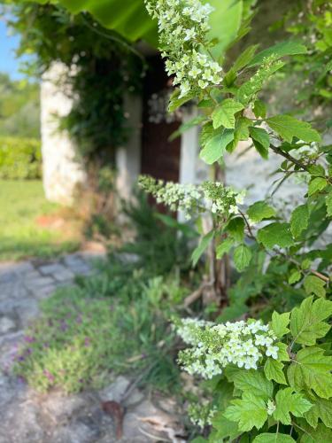 Mulino Gorretta Langhe House with swimming pool