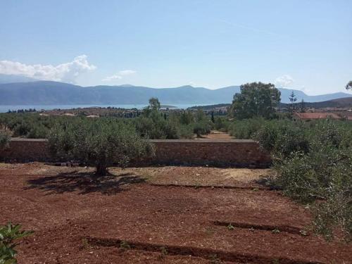 Villa in the Olive Trees