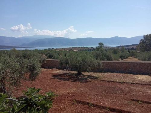 Villa in the Olive Trees