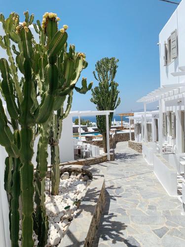 Damianos Mykonos Hotel - image 8