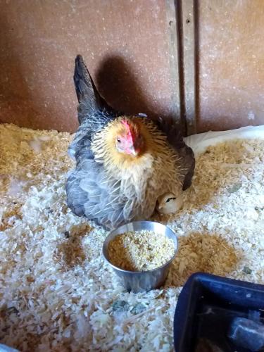 波迪尔莱诺托尔托住宿加早餐旅馆