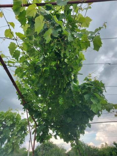 La Olteanu La Olteanu