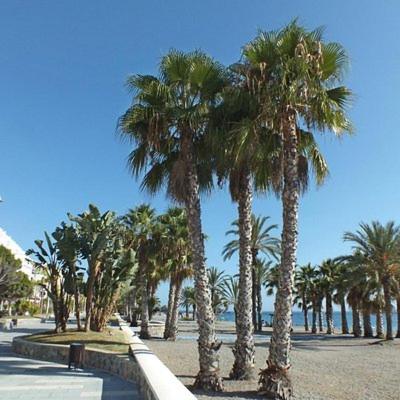  Sunshine Apartment at Tropical Coast of Granada in Almuñécar