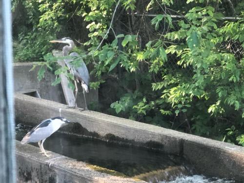 Herring Run Motel and Tiny Cabins