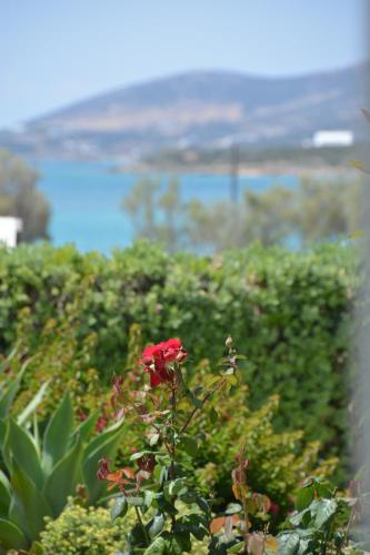 ThalaSEA - village Antiparos
