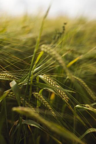 المنطقة المحيطة, Dambækgaard Sustainable Farm in رينجستيد